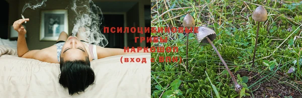 крисы Красноперекопск